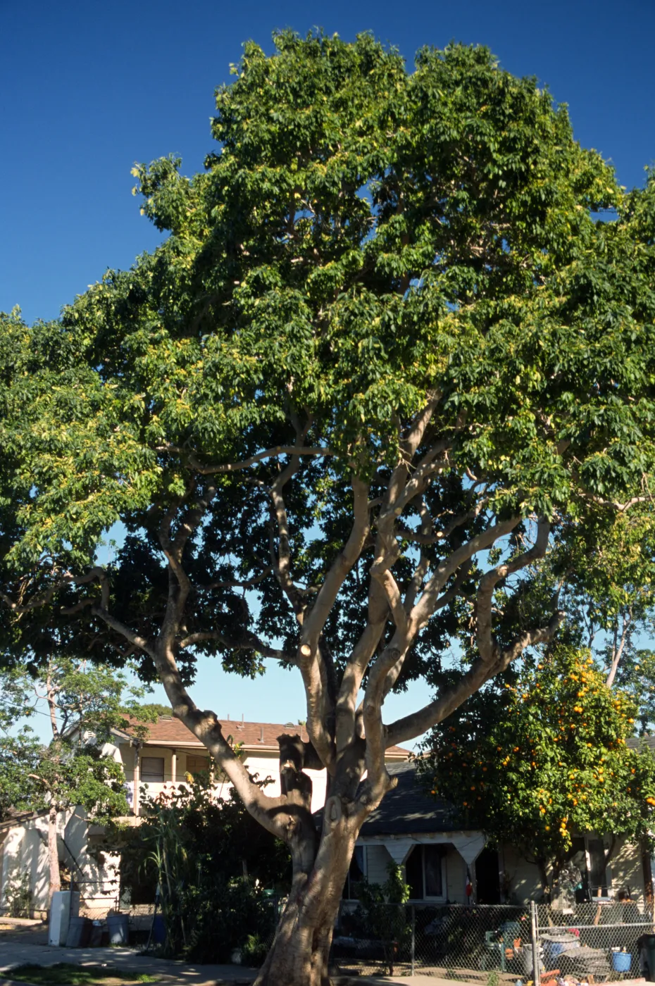 Acer paxii