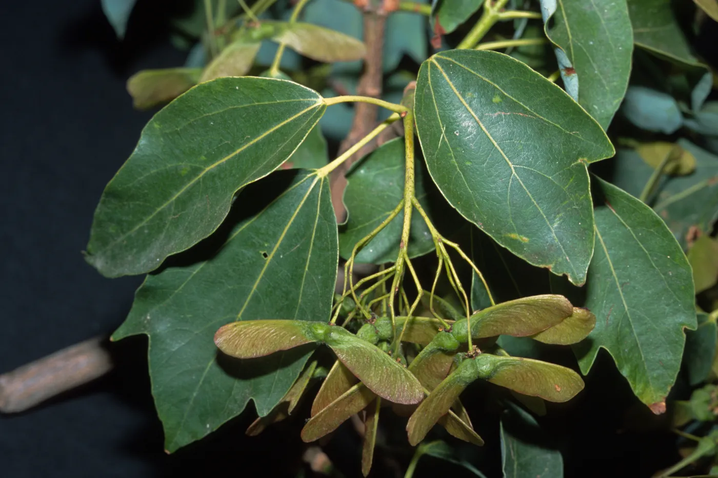 Acer paxii