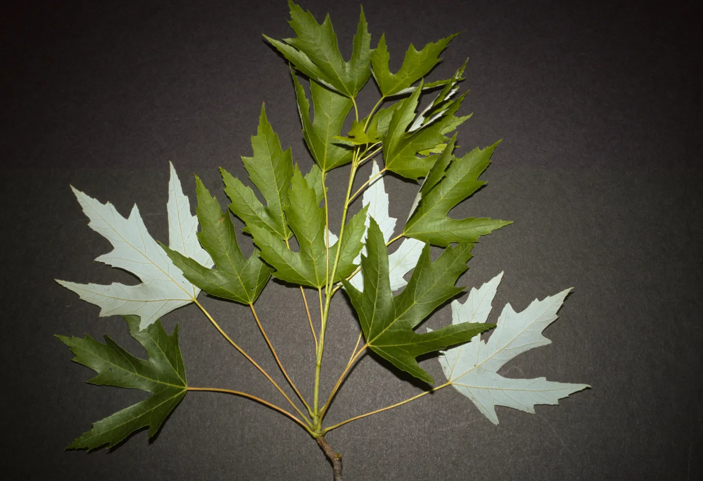 Acer saccharinum
