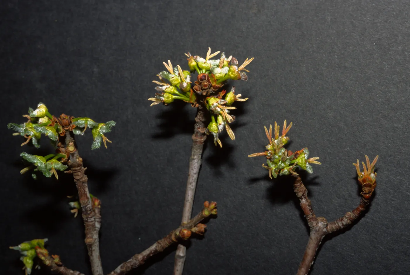 Acer saccharinum