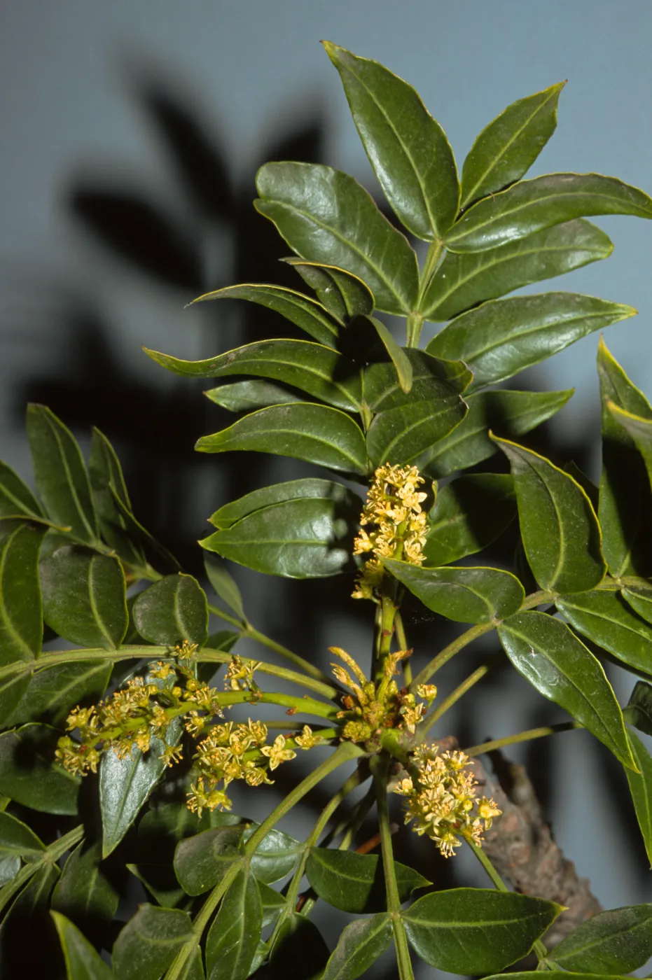 Harpephyllum caffrum