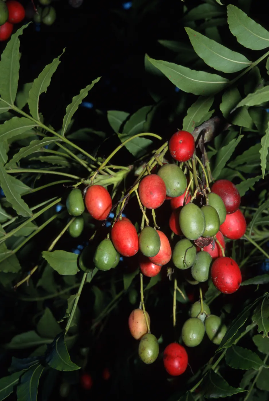 Harpephyllum caffrum