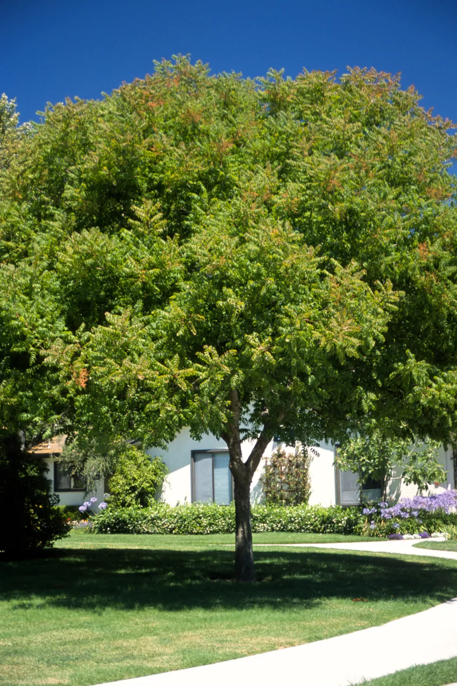 Pistacia chinensis