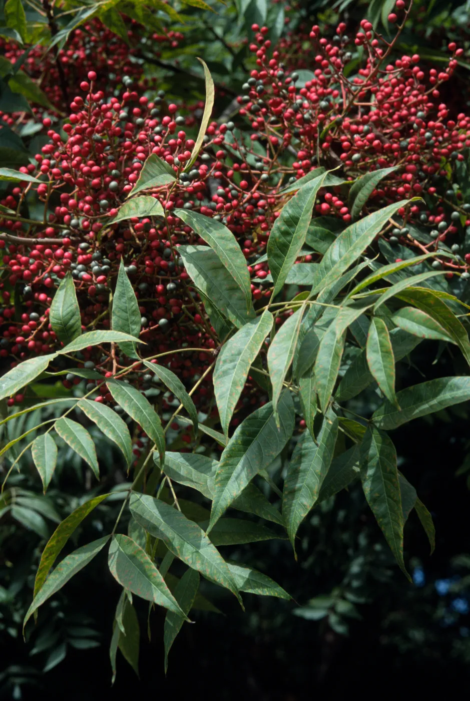 Pistacia chinensis