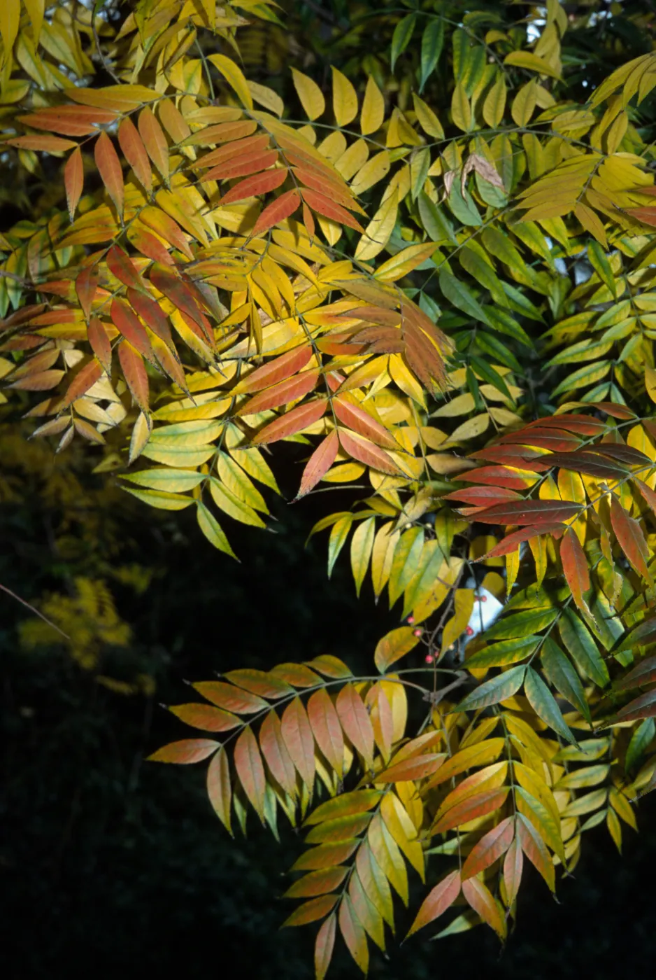 Pistacia chinensis