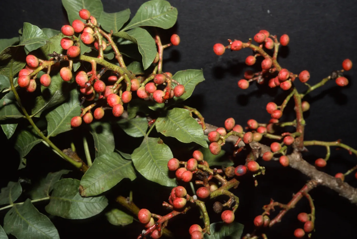 Pistacia khinjuk