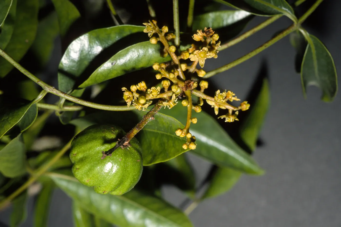 Pleiogynium timorense