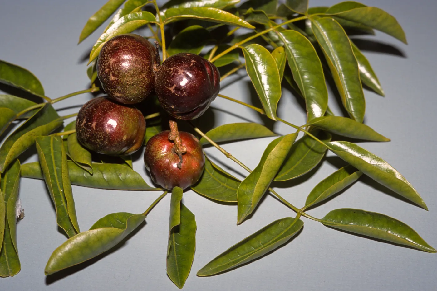Pleiogynium timorense