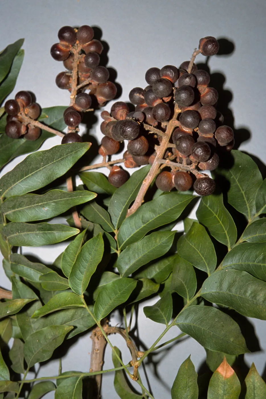 Rhodosphaera rhodanthema