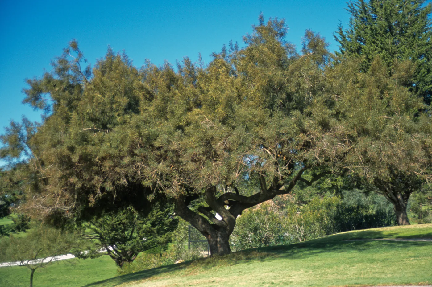 Rhus lancea