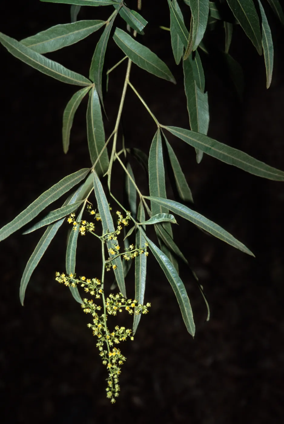 Rhus lancea