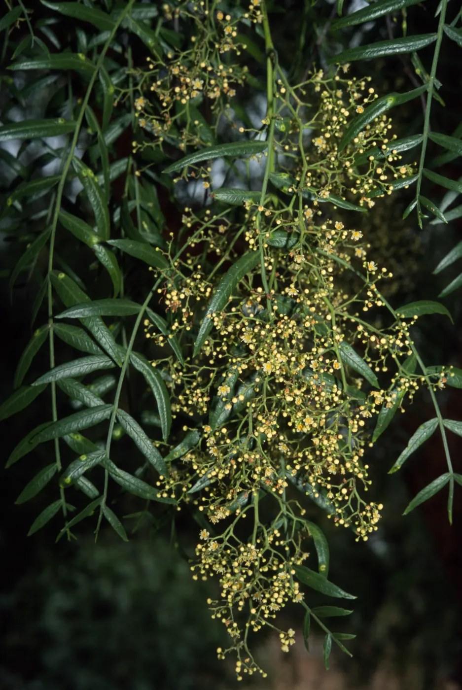 Schinus molle