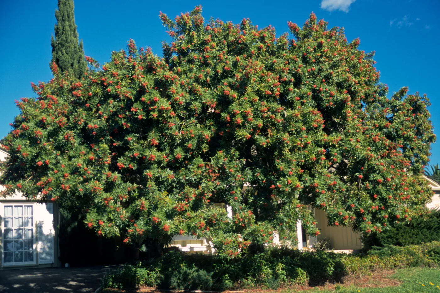 Schinus terebinthifolius