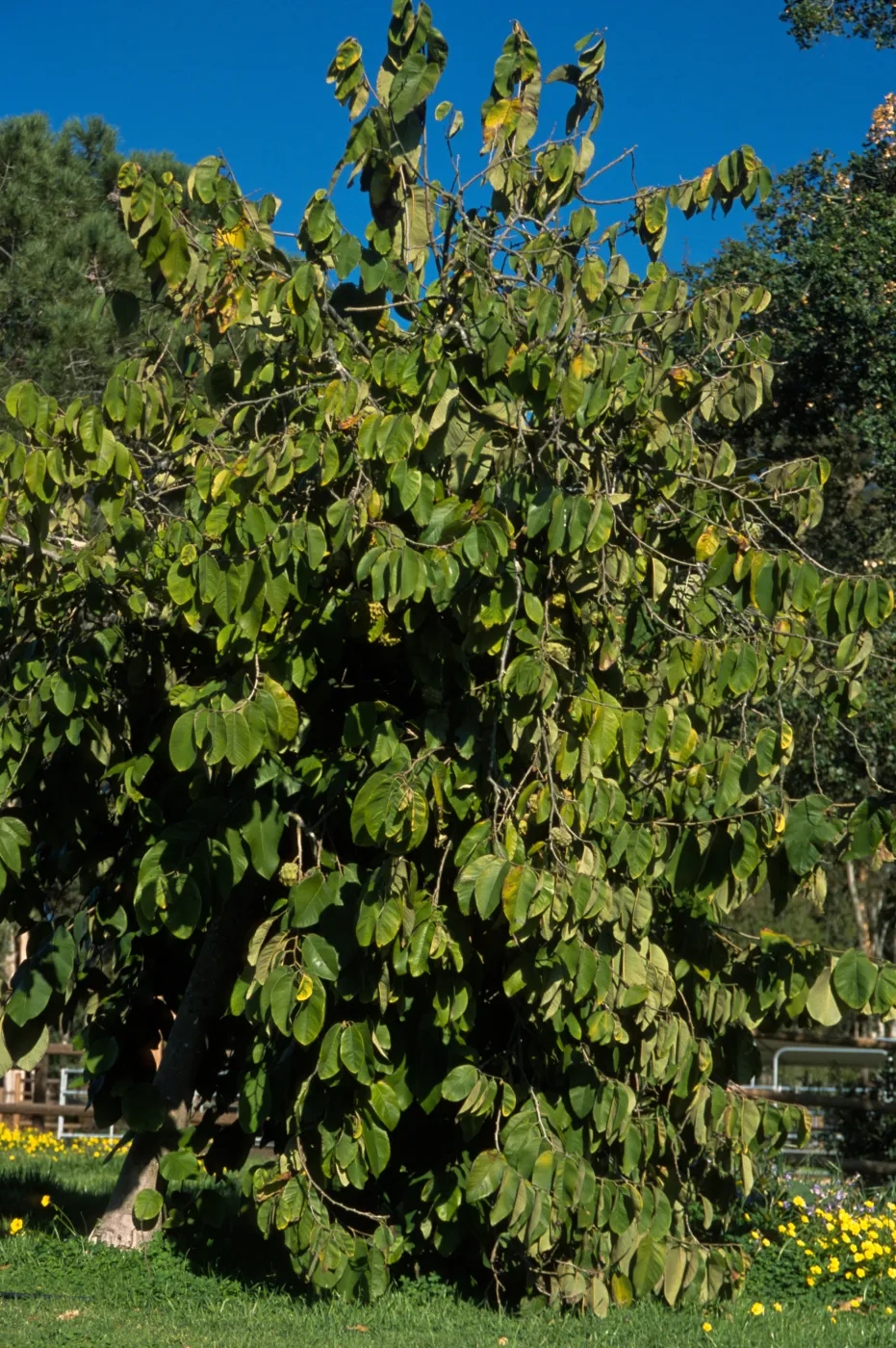 Annona cherimola