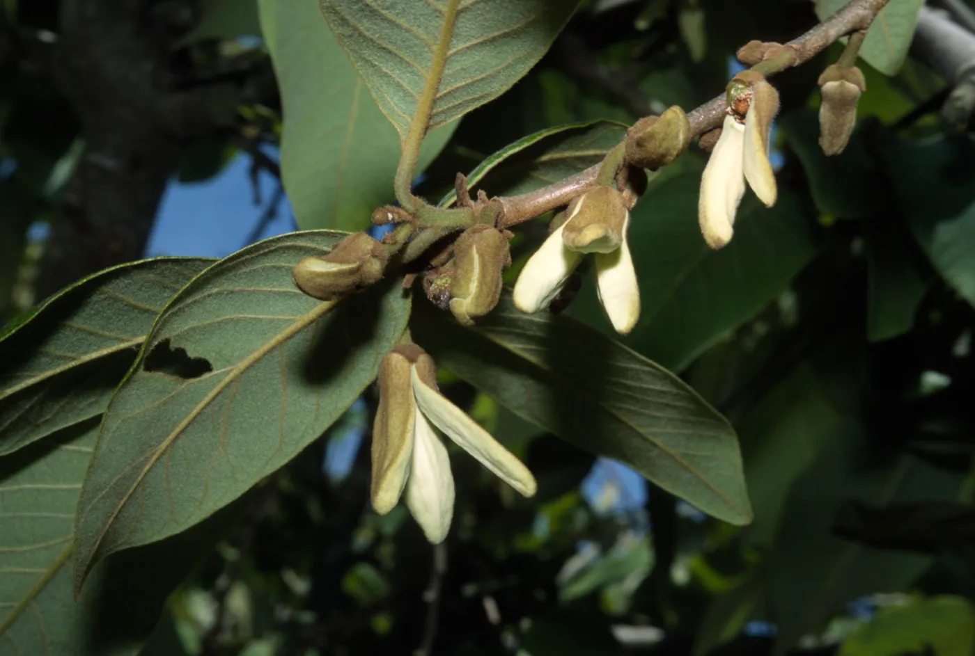 Annona cherimola