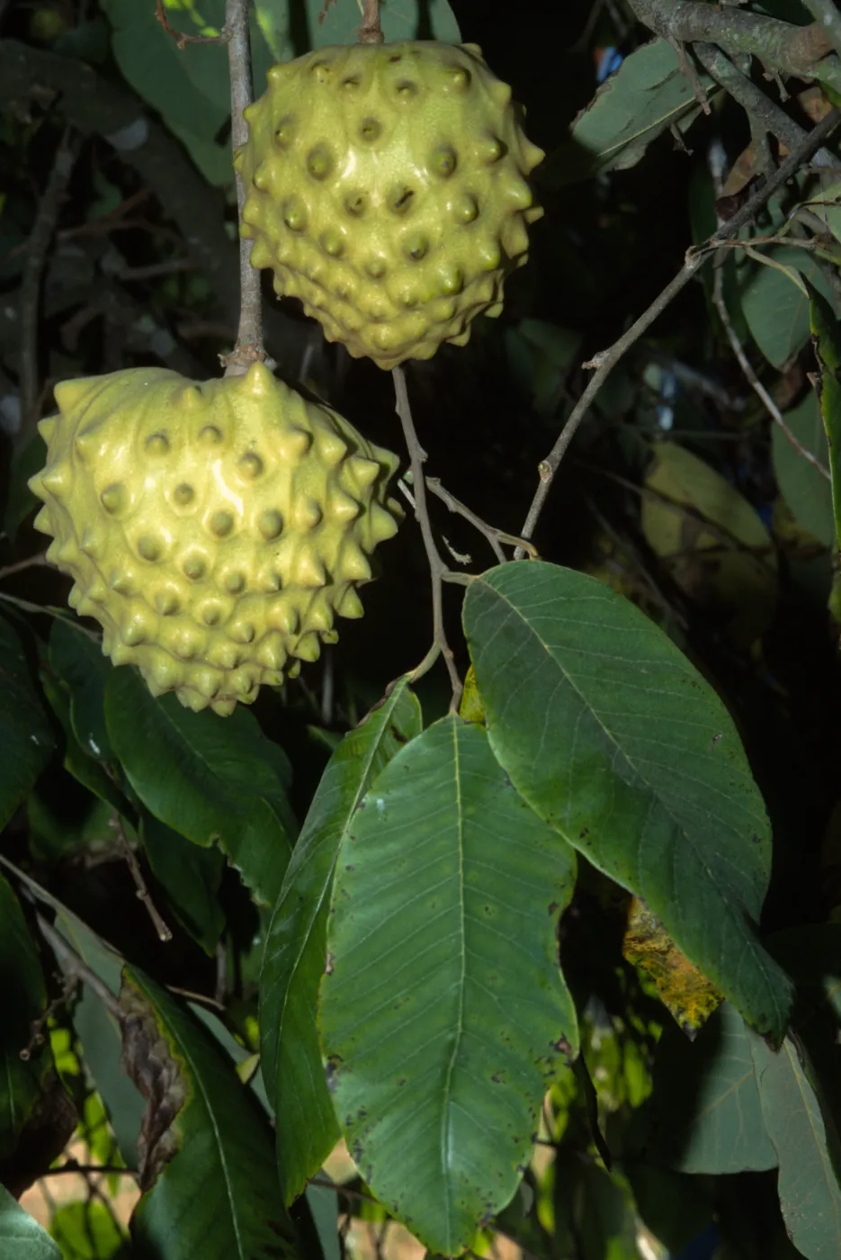 Annona cherimola