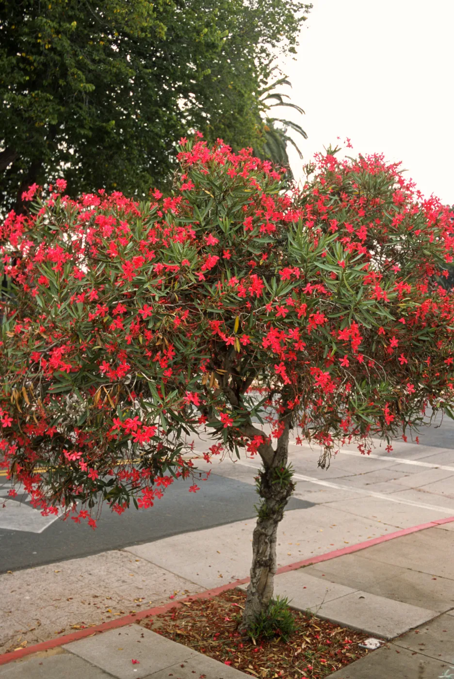 Nerium oleander