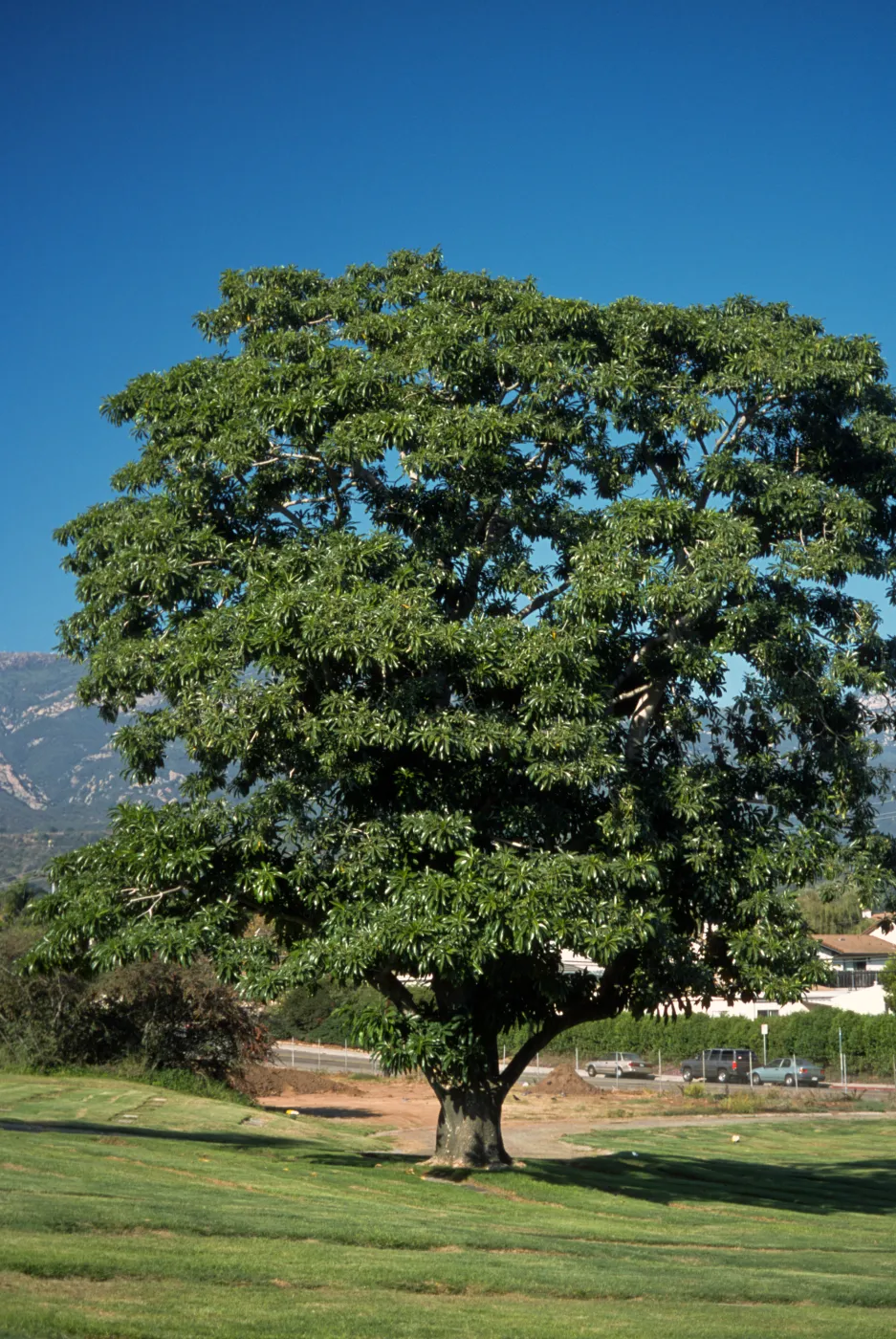 Rauwolfia samarensis