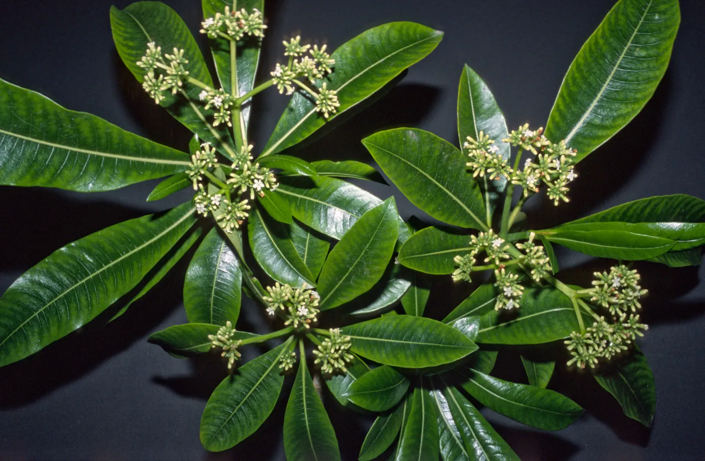 Rauwolfia samarensis
