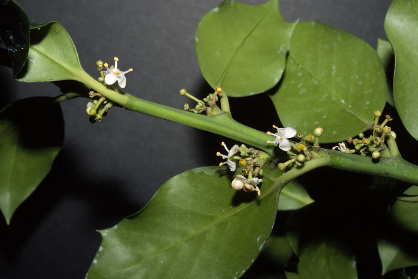 Ilex aquifolium