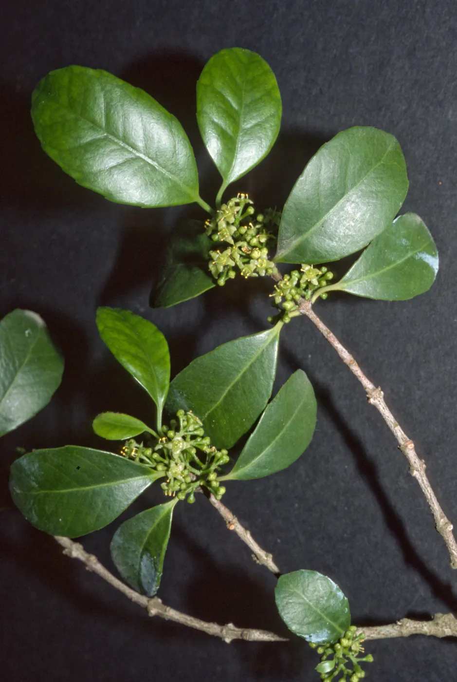 Ilex latifolia