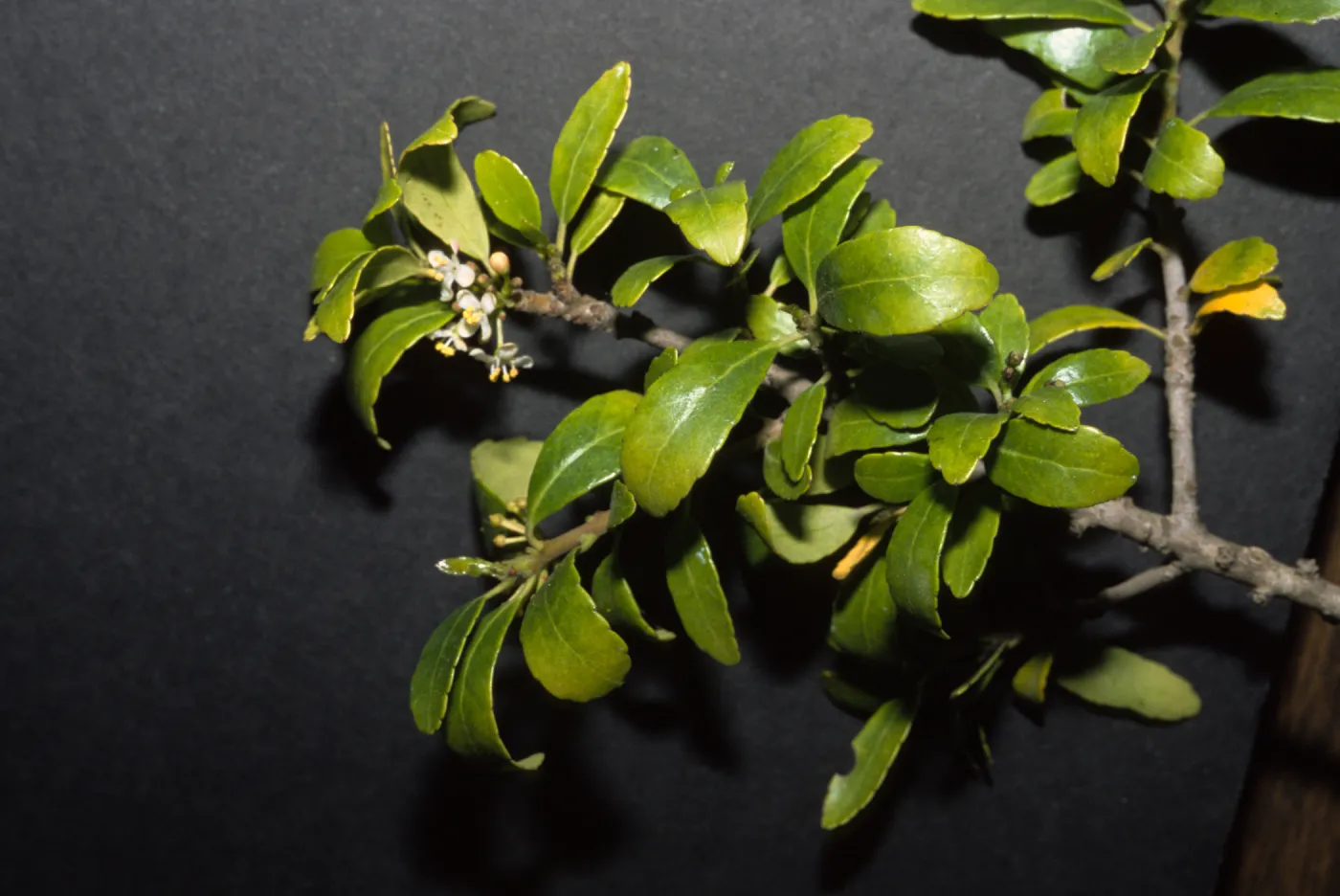 Ilex vomitoria