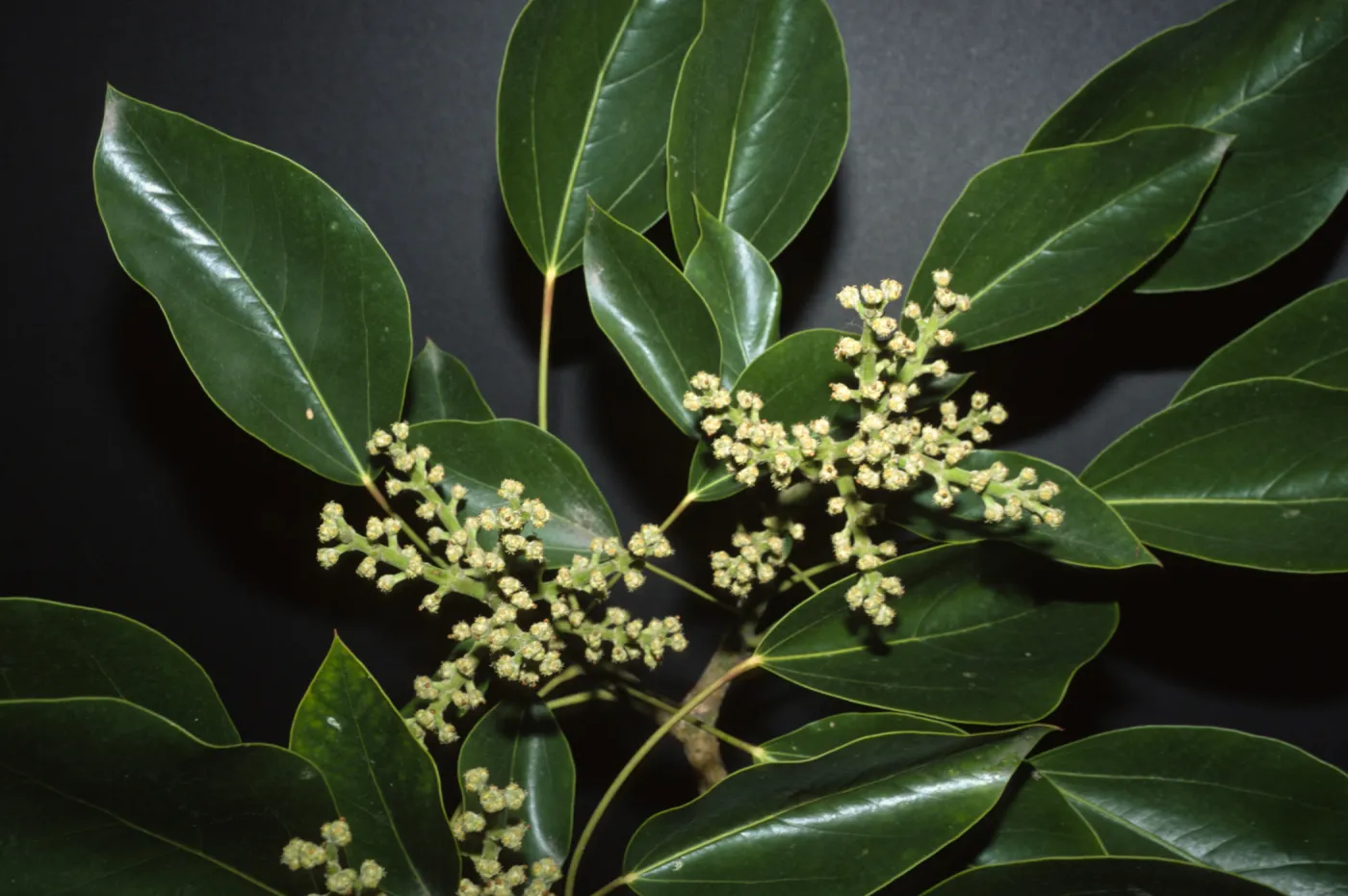 Oreopanax capitatus