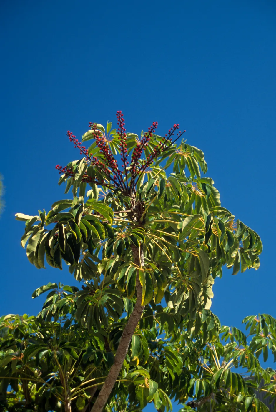 Schefflera actinophylla