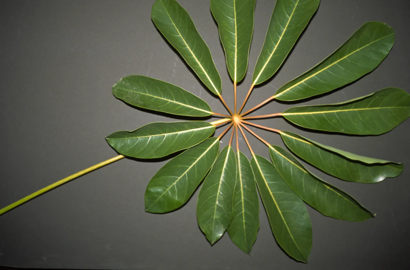 Schefflera actinophylla