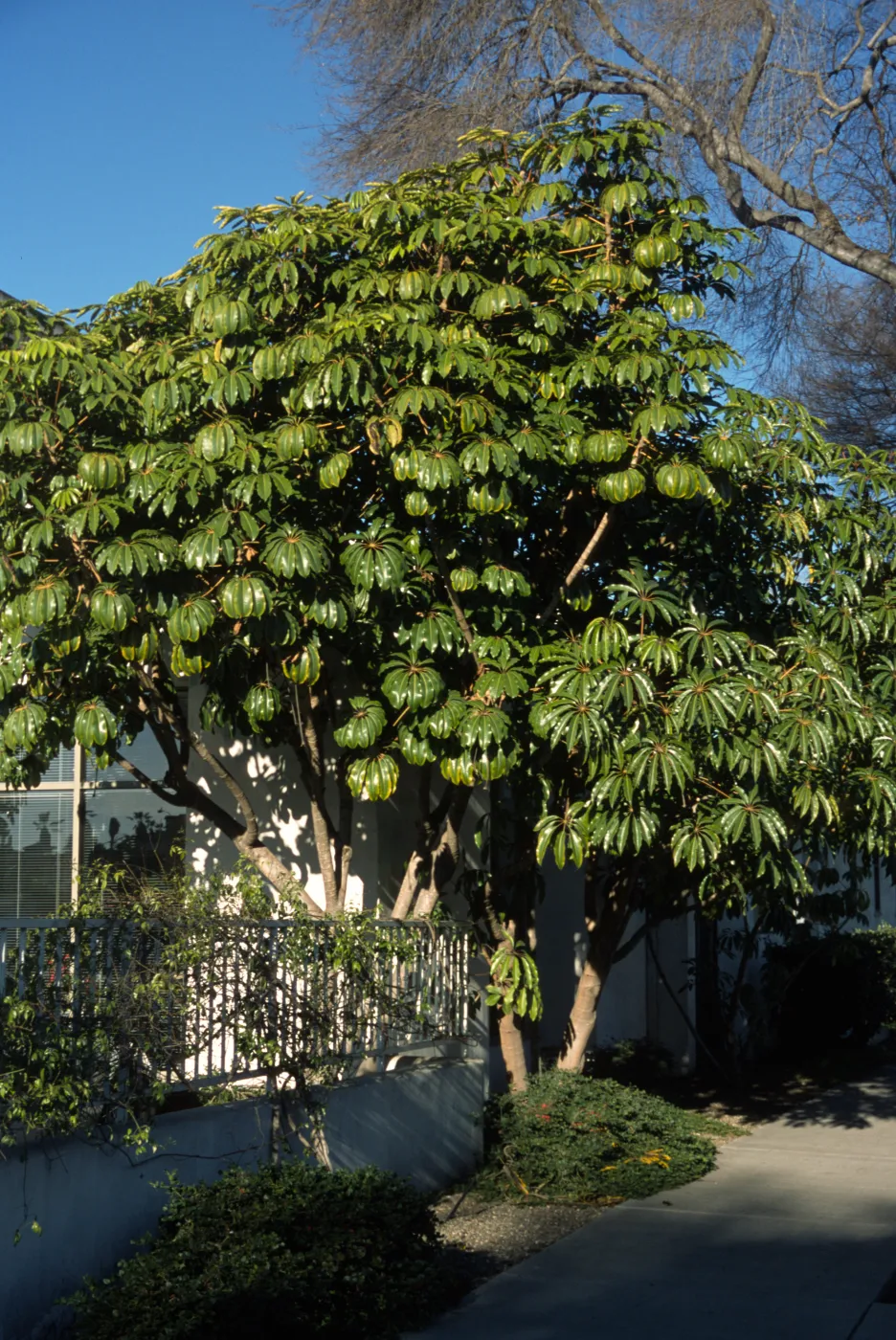 Schefflera pueckleri