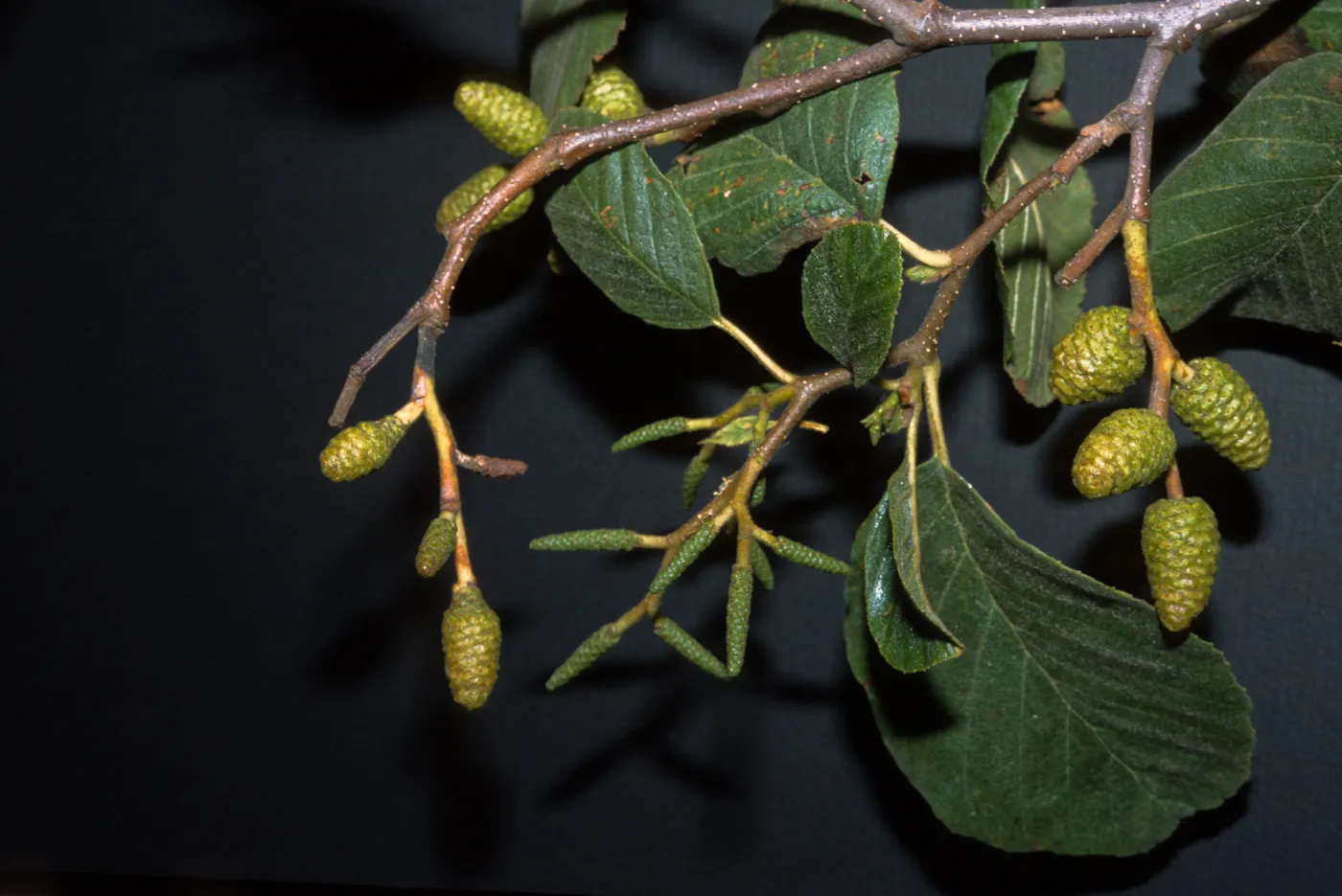 Alnus rhombifolia