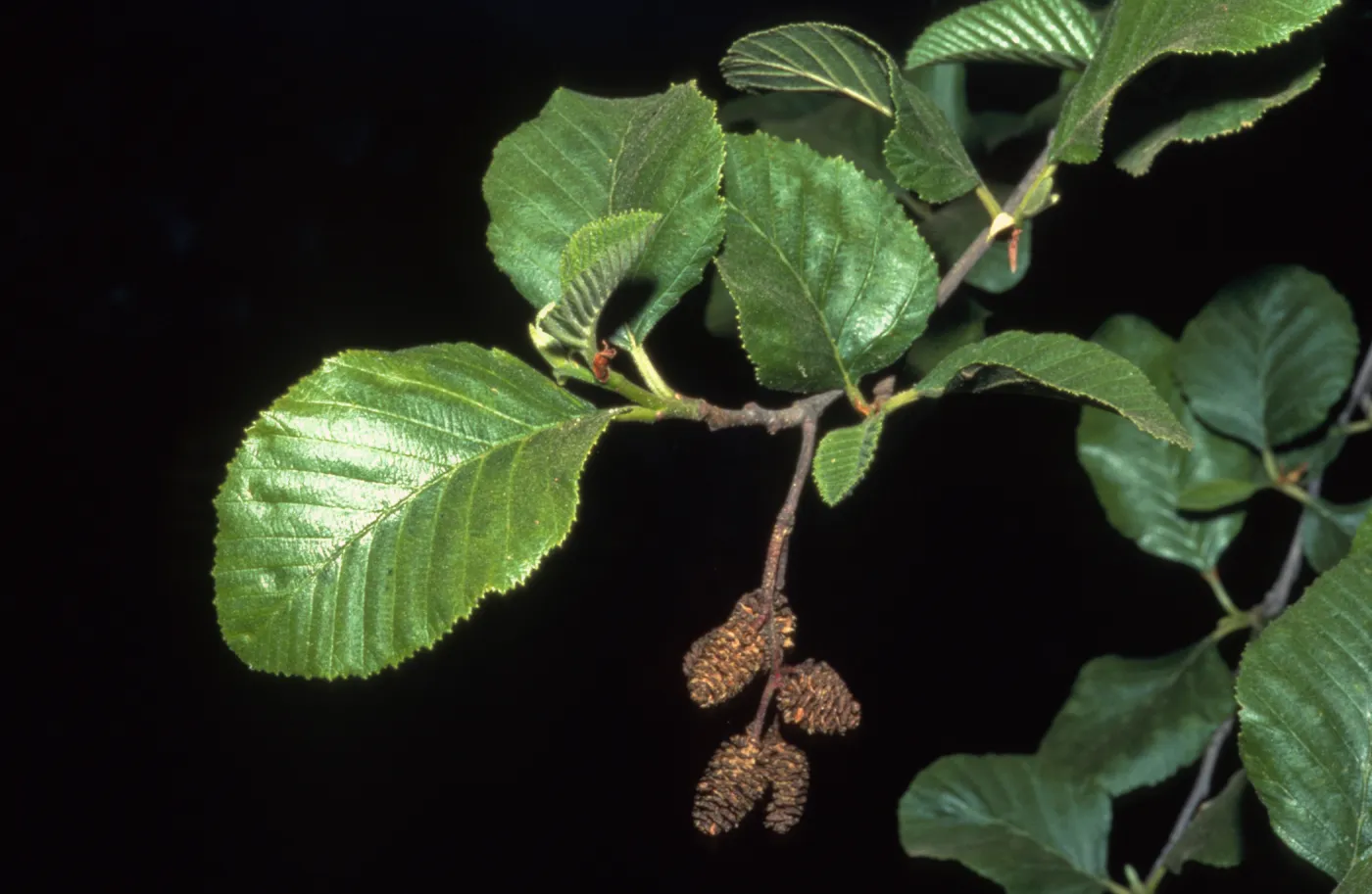 Alnus rhombifolia