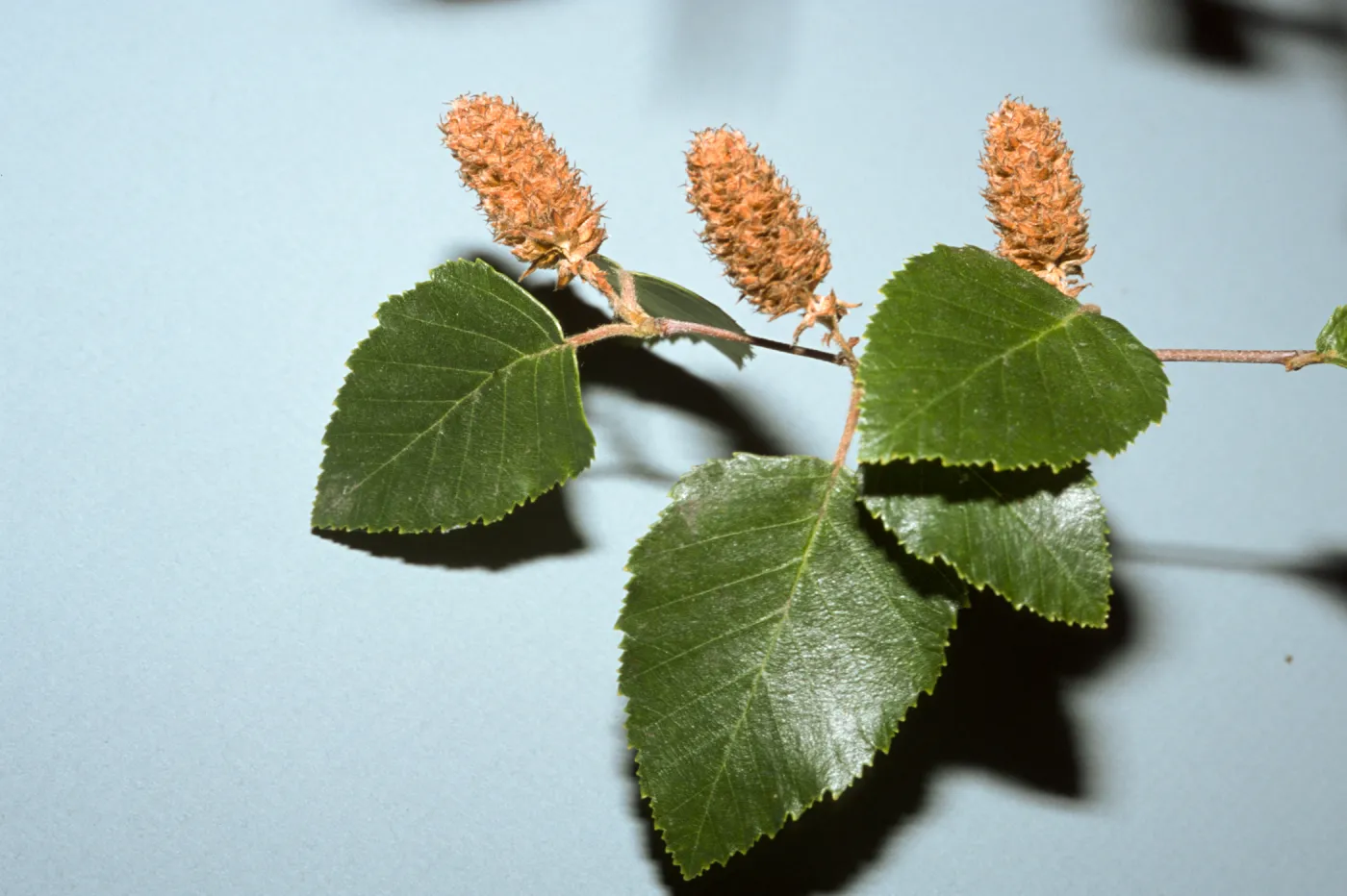 Betula nigra