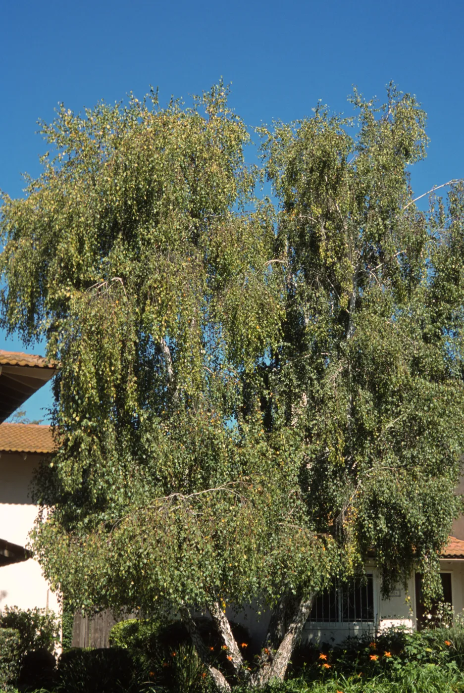 Betula pendula