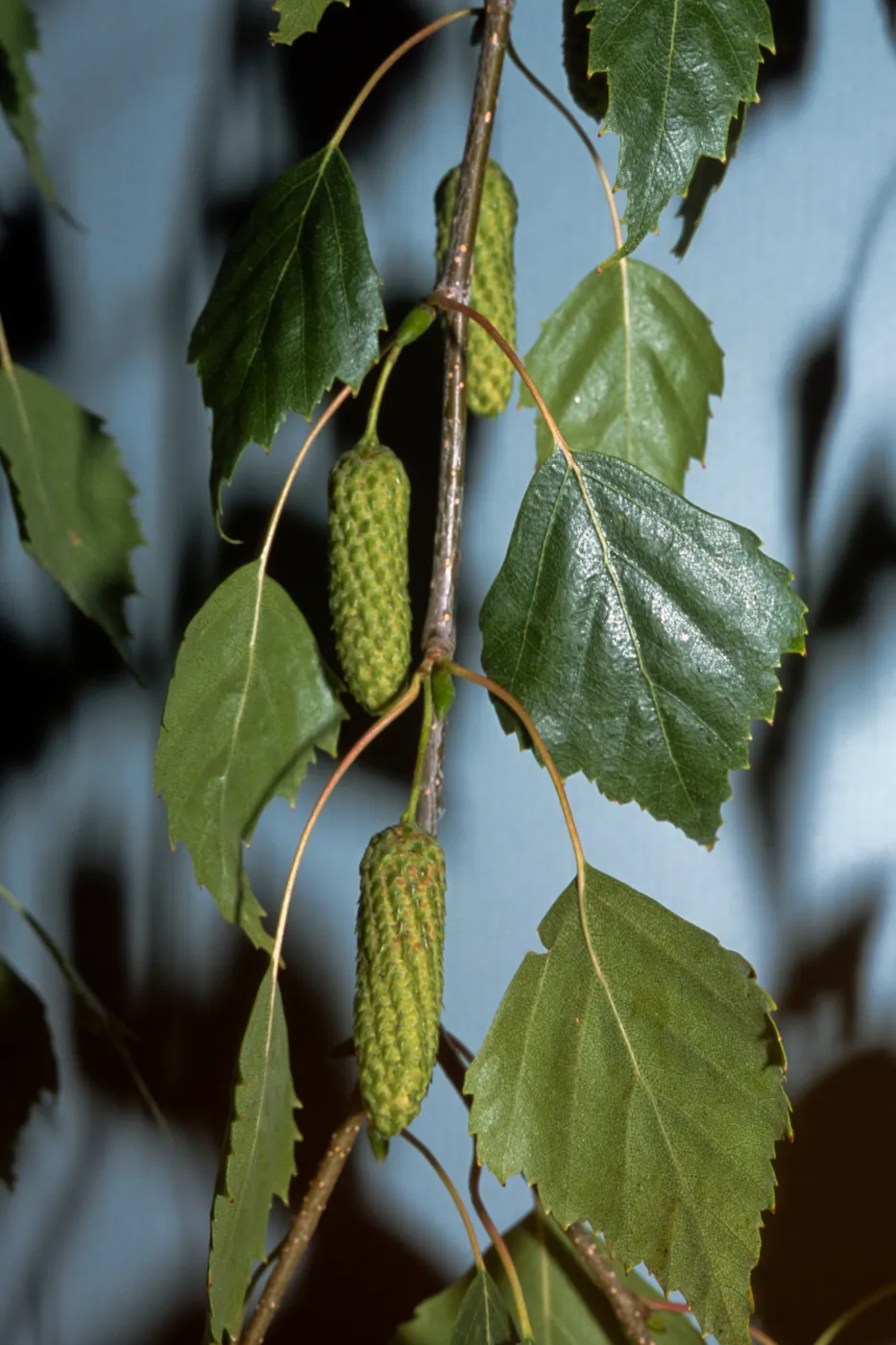 Betula pendula