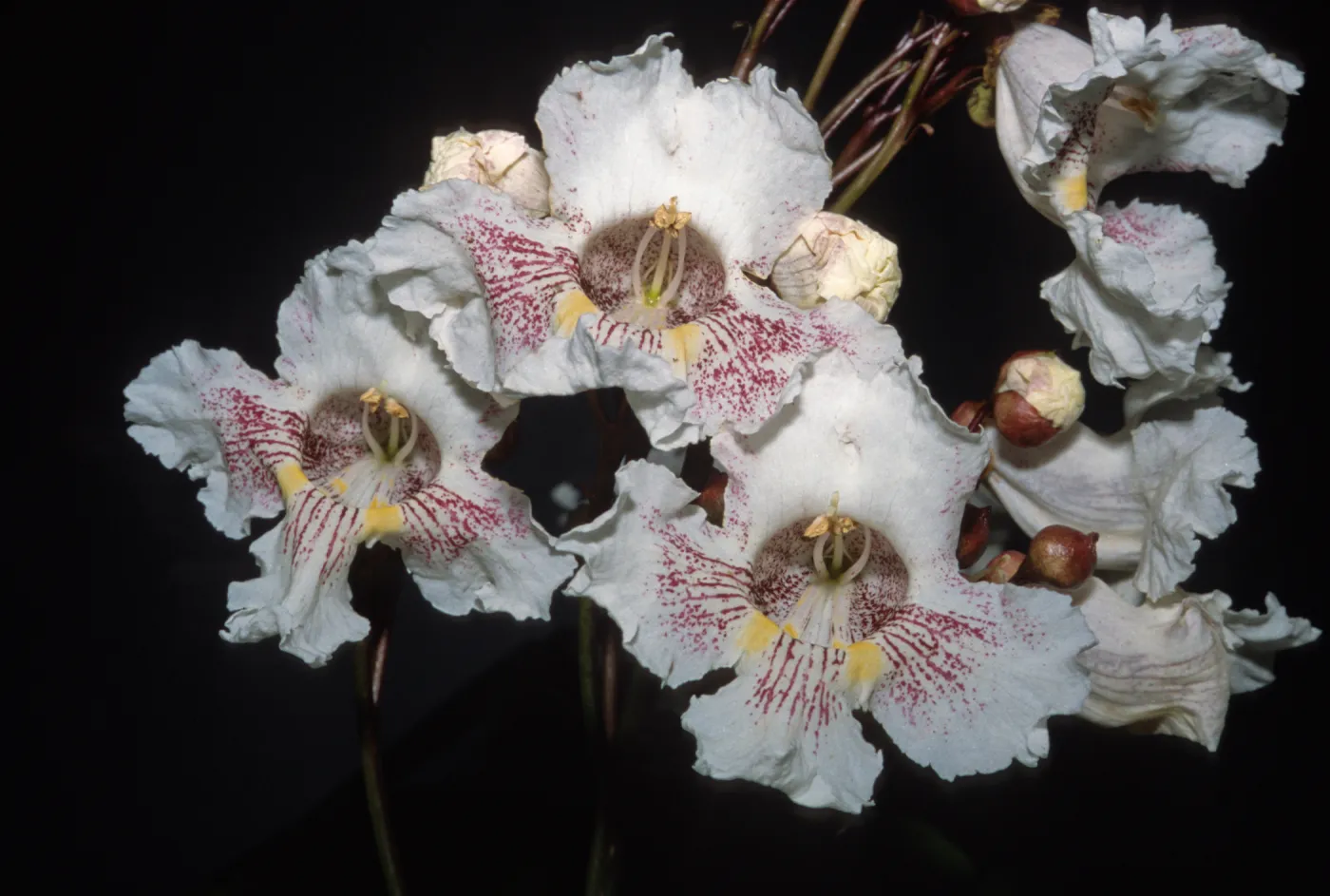 Catalpa speciosa