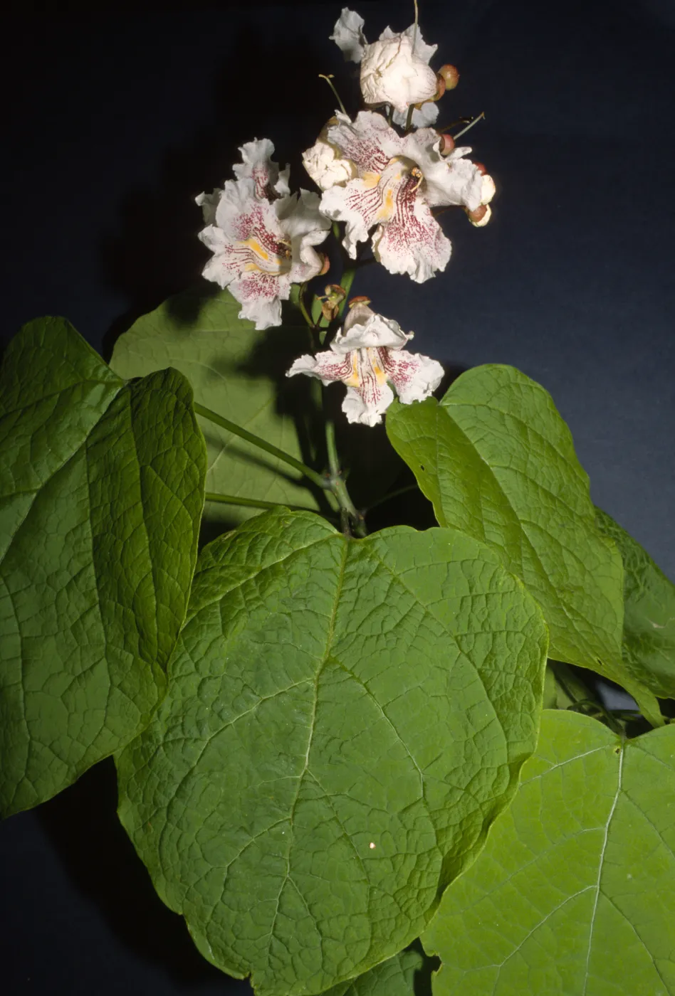 Catalpa speciosa