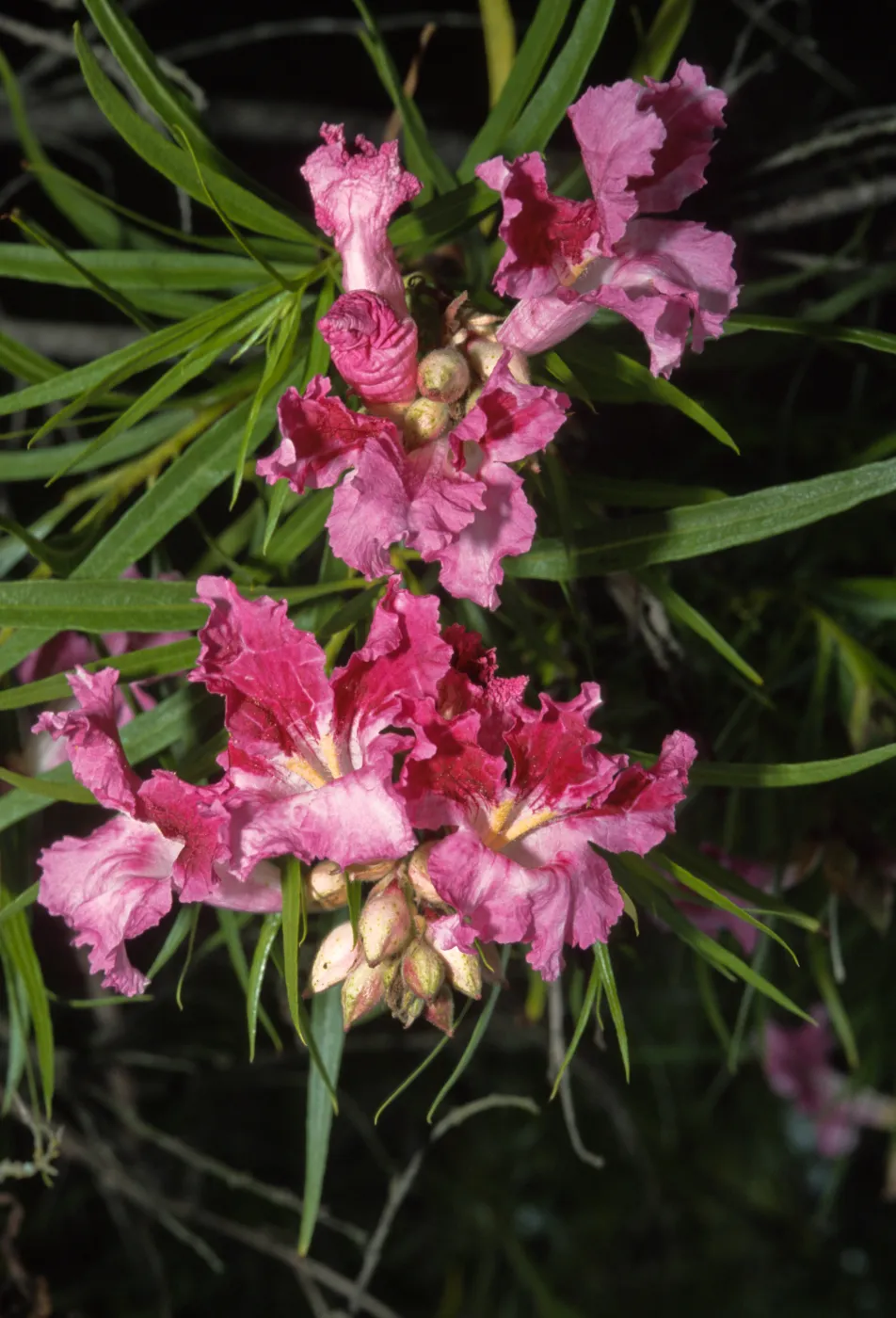 Chilopsis linearis