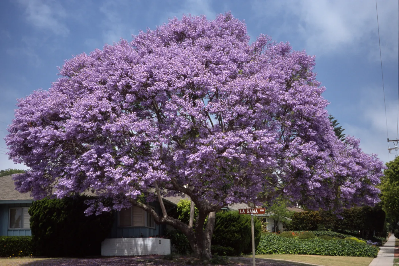 Jacaranda mimosifolia