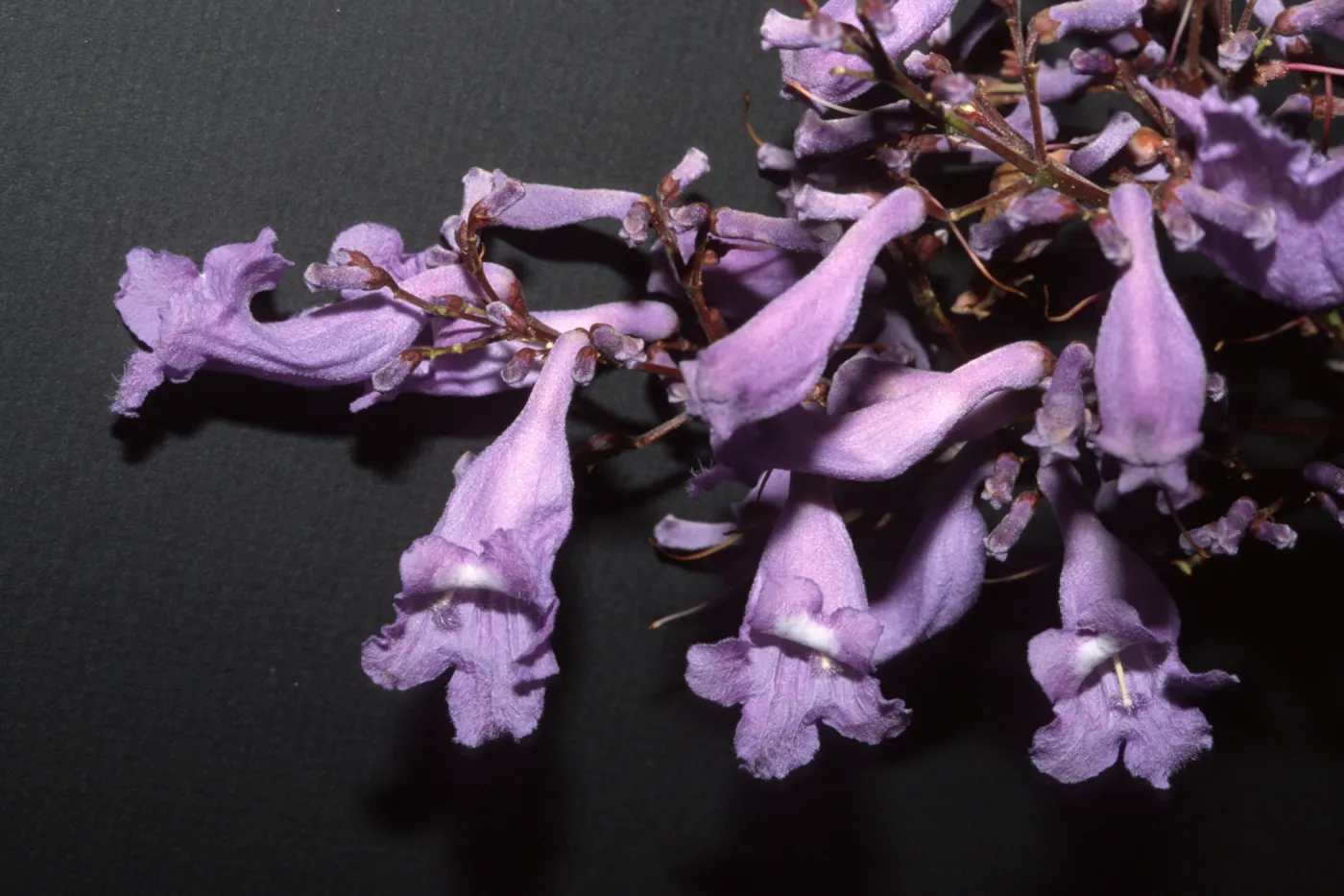 Jacaranda mimosifolia