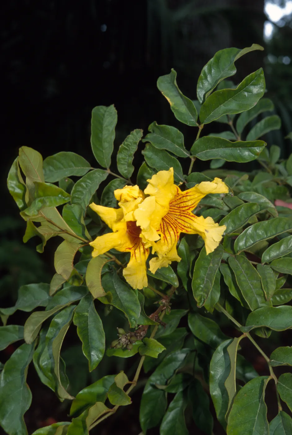 Markhamia lutea