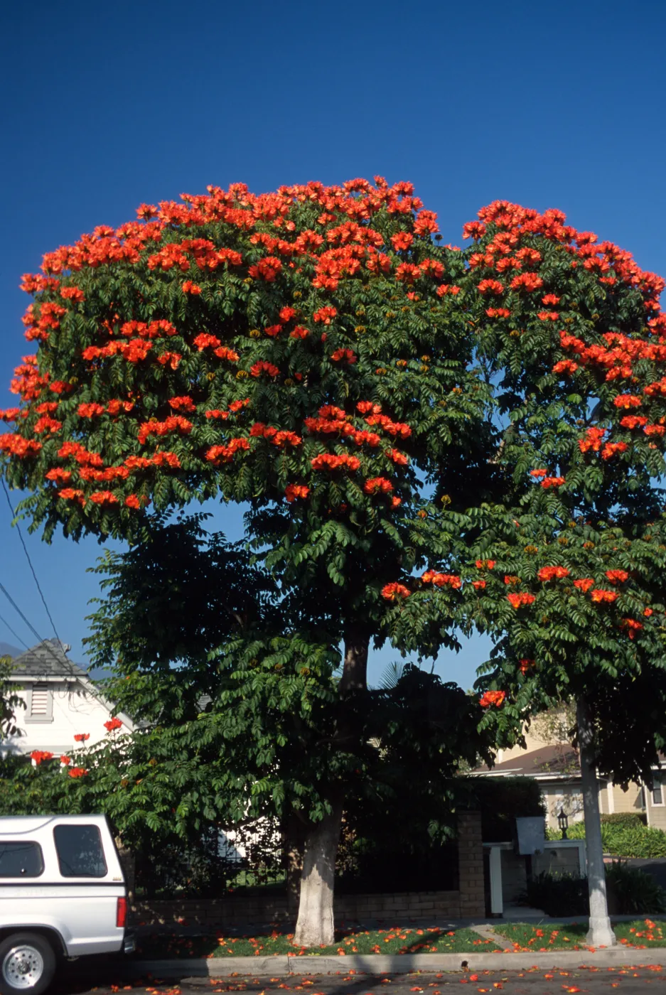 Spathodea campanulata