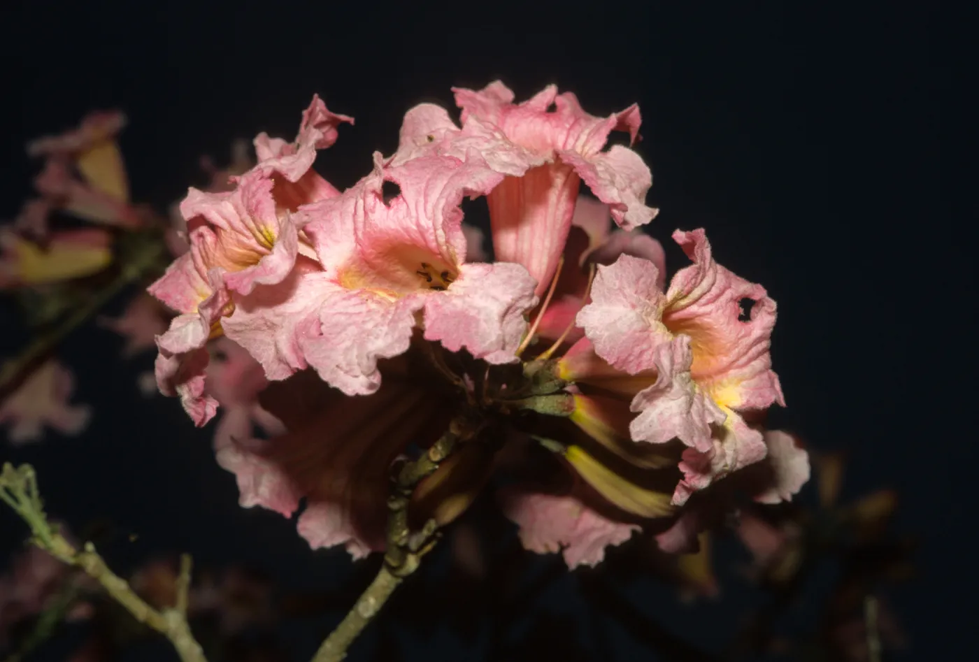 Tabebuia impetiginosa