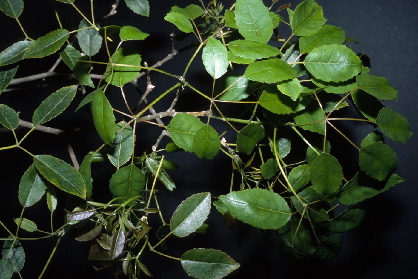 Tabebuia impetiginosa
