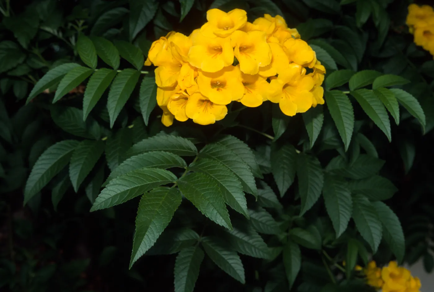 Tecoma stans