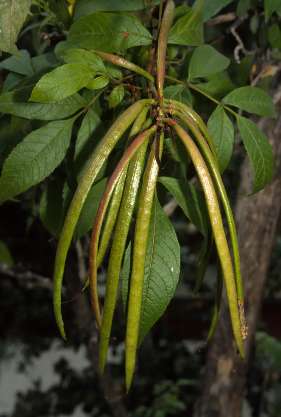 Tecoma stans