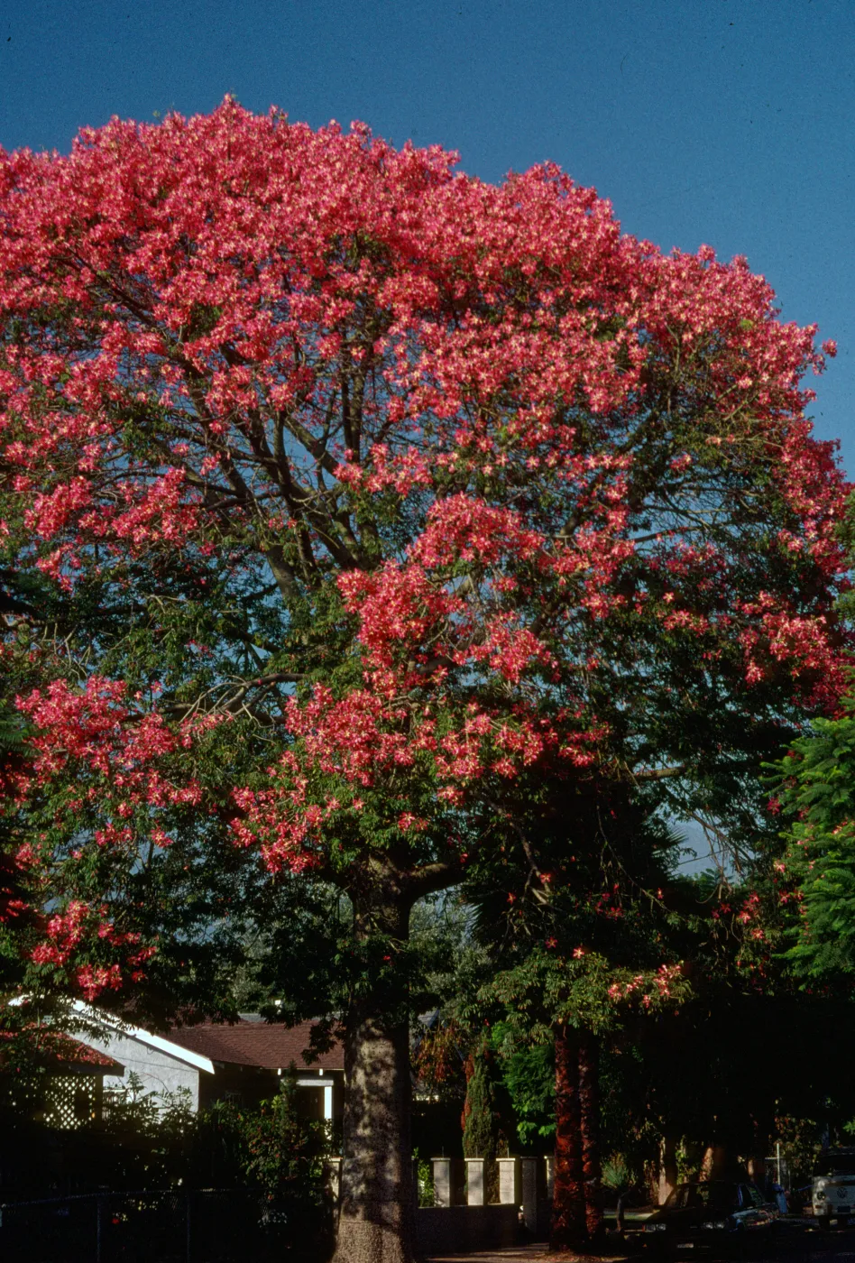 Ceiba speciosa