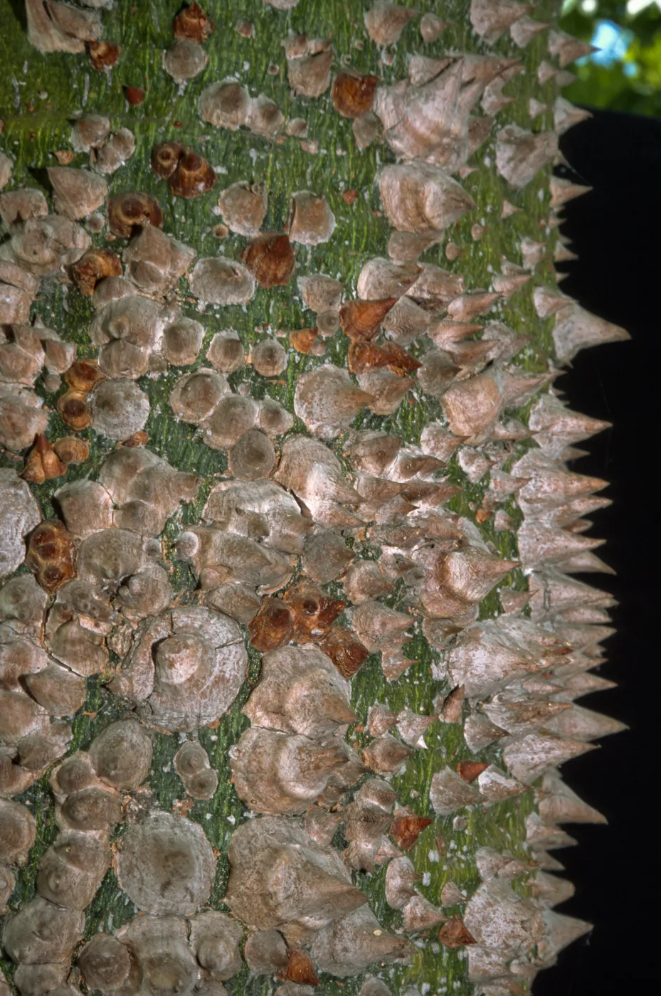Ceiba speciosa