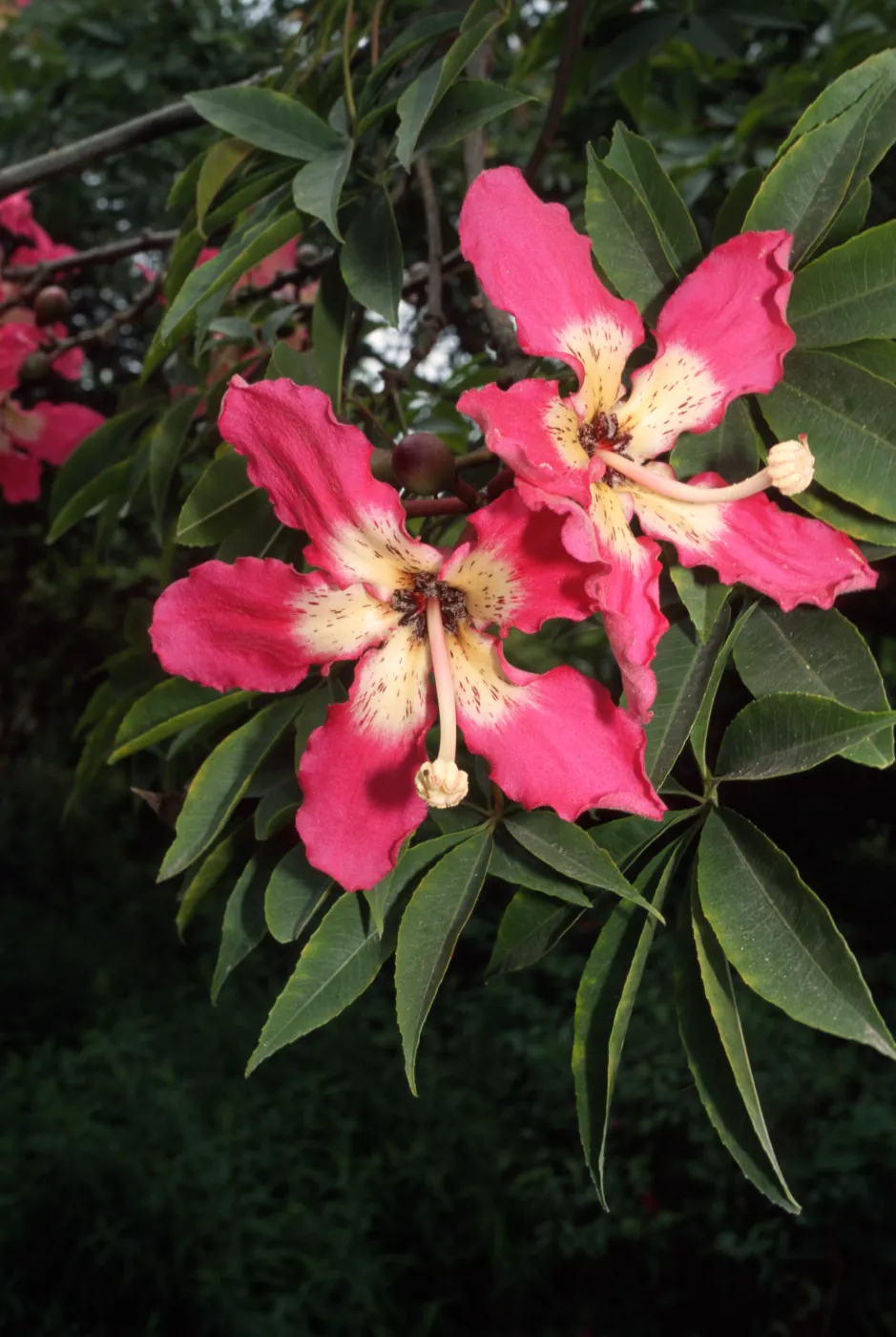 Ceiba speciosa