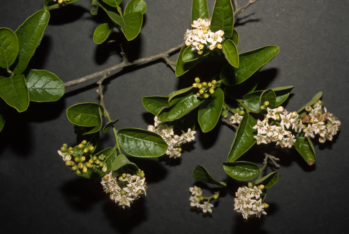 Ehretia anacua